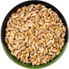 Wheat